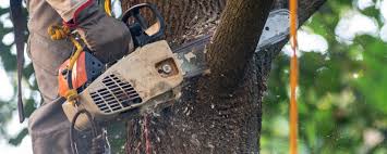 Best Aeration Services  in Pajaro, CA