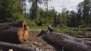 Best Tree Risk Assessment  in Pajaro, CA