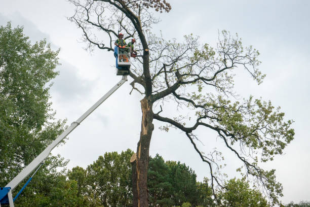 How Our Tree Care Process Works  in  Pajaro, CA