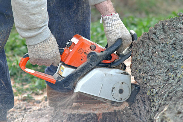 Best Arborist Consultation Services  in Pajaro, CA