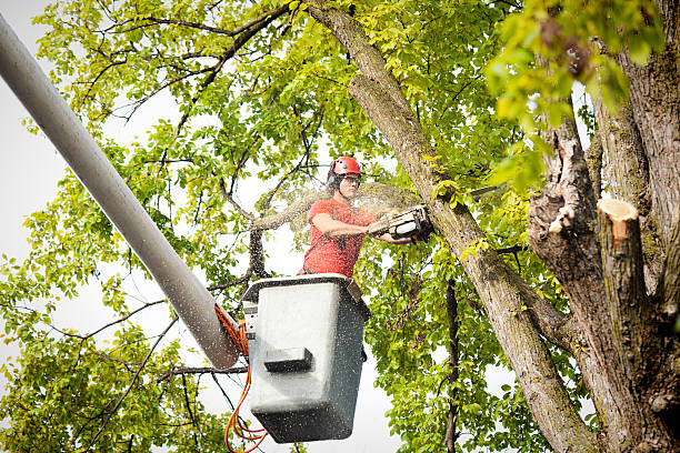 Best Hazardous Tree Removal  in Pajaro, CA