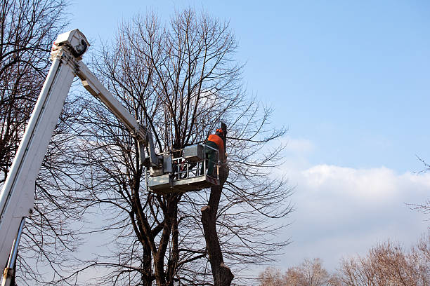 Best Tree Maintenance Programs  in Pajaro, CA